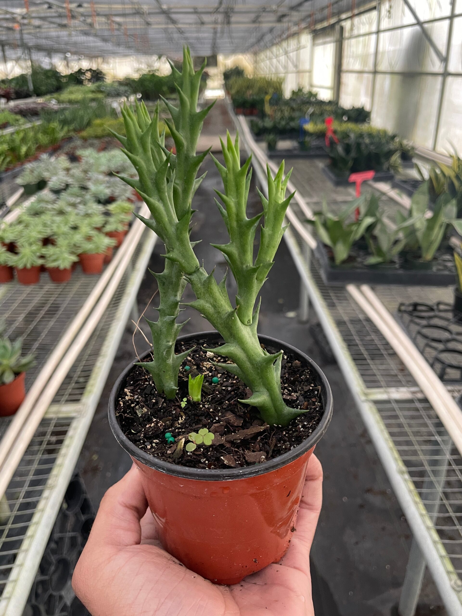 A person holding a potted plant in a greenhouse.