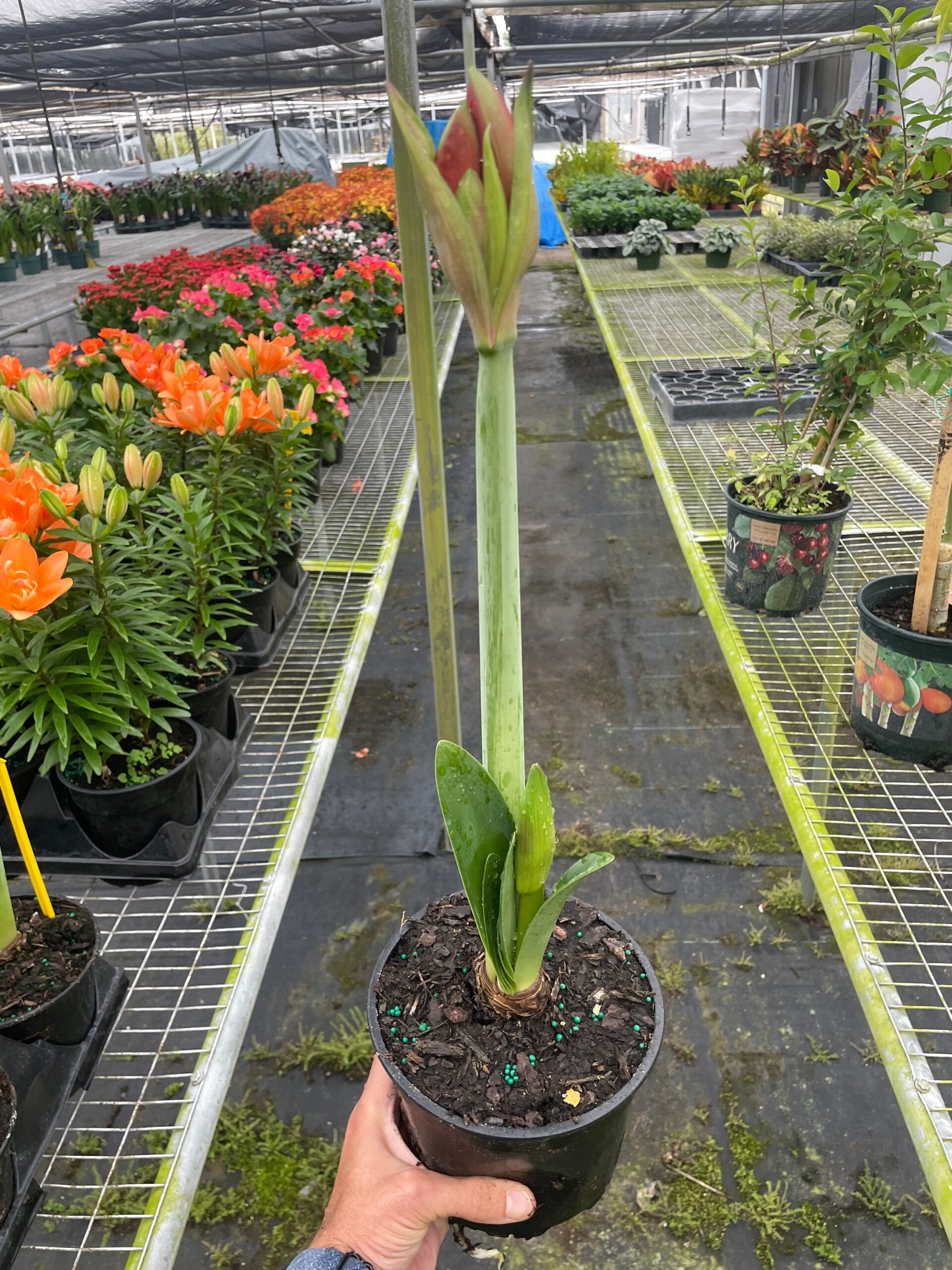 A person holding a plant in a pot in a greenhouse.