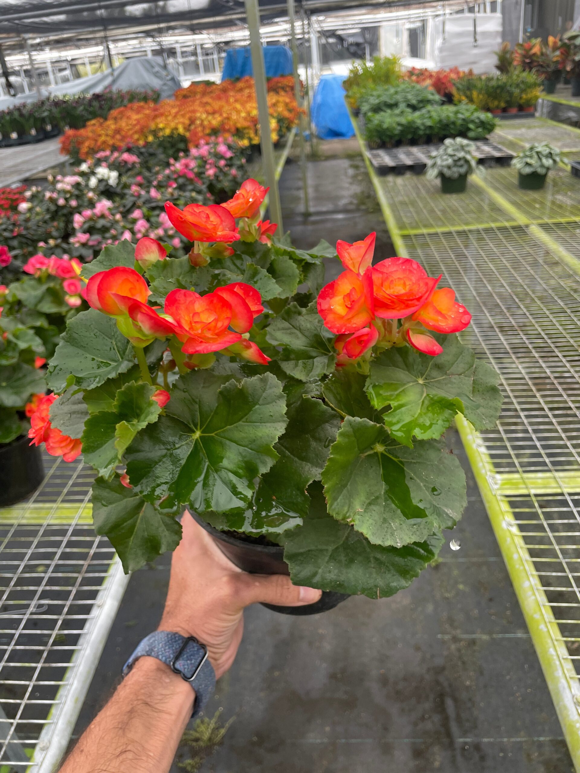 Geraniums in a pot in a greenhouse.