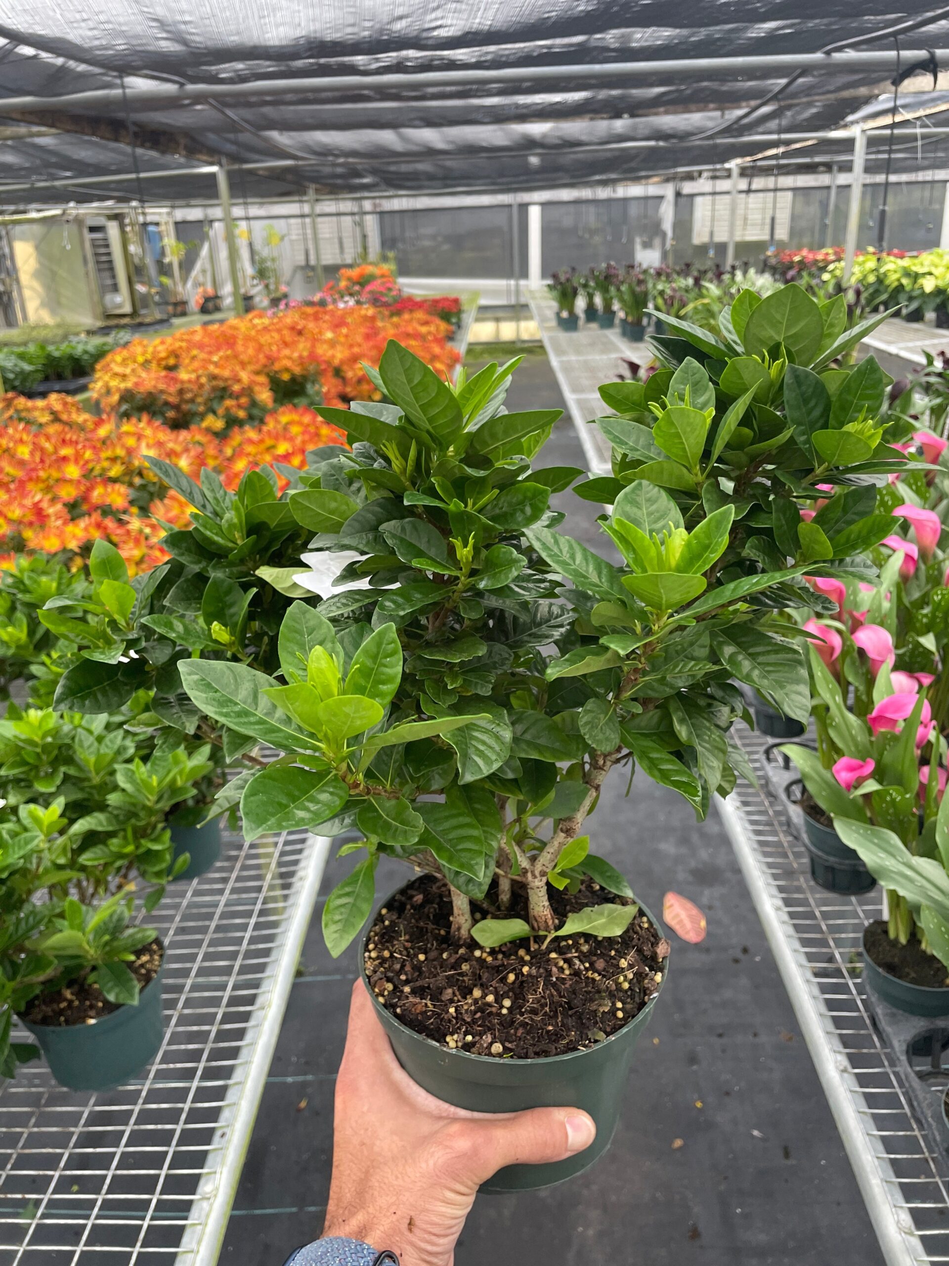 A person holding a potted plant in a greenhouse.