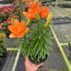 Orange lily in a pot in a greenhouse.