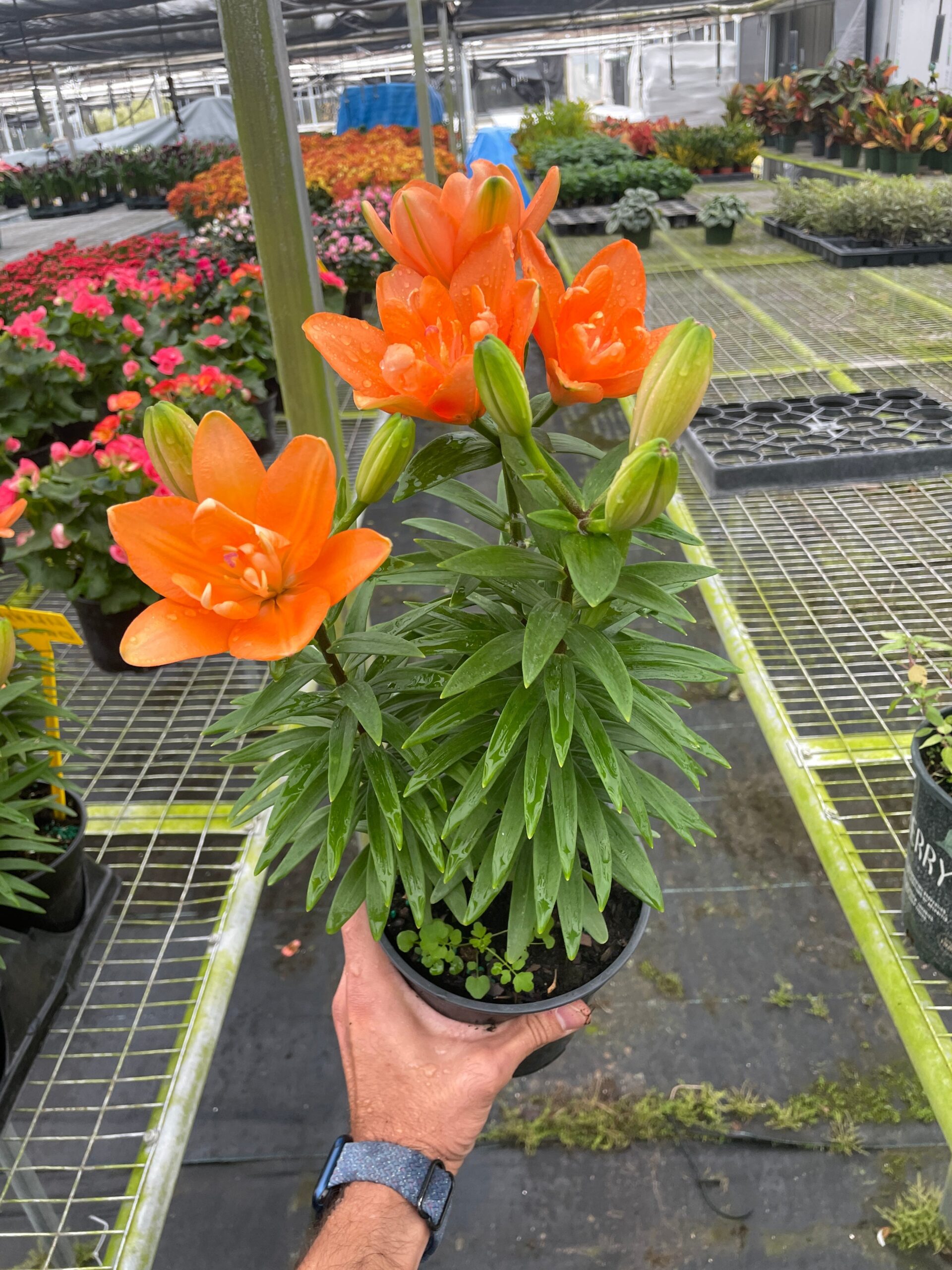 Orange lily in a pot in a greenhouse.