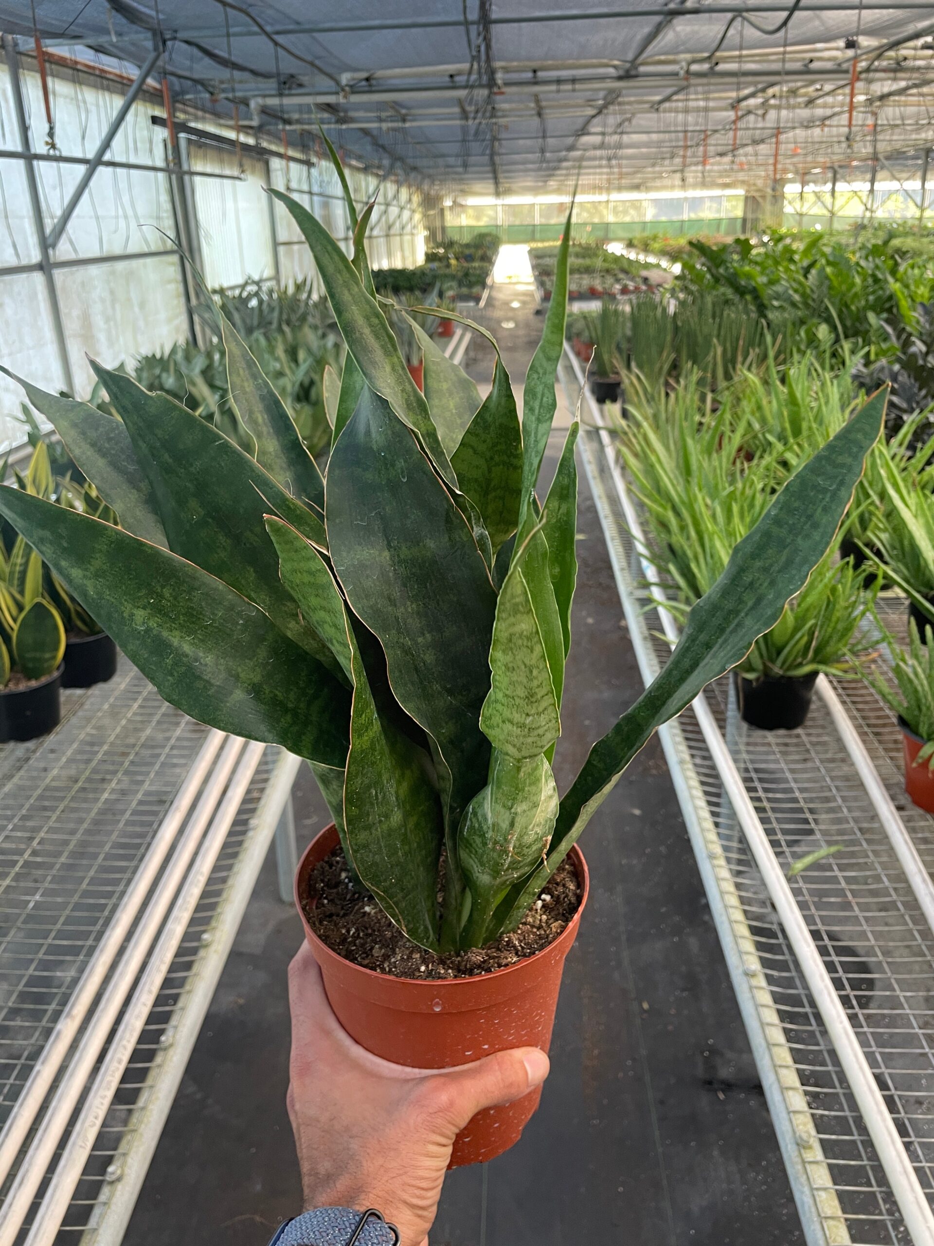 A person holding a snake plant in a greenhouse.