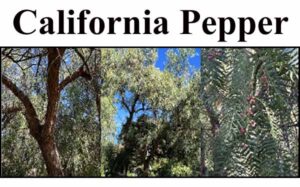 California pepper tree california pepper tree california pepper tree california.