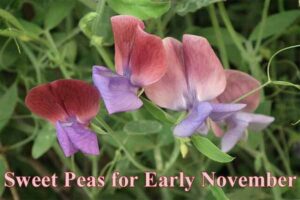 Sweet peas for early november.