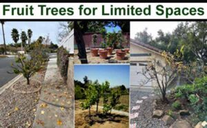 Fruit trees for limited spaces.