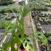 A person holding a plant in a greenhouse.