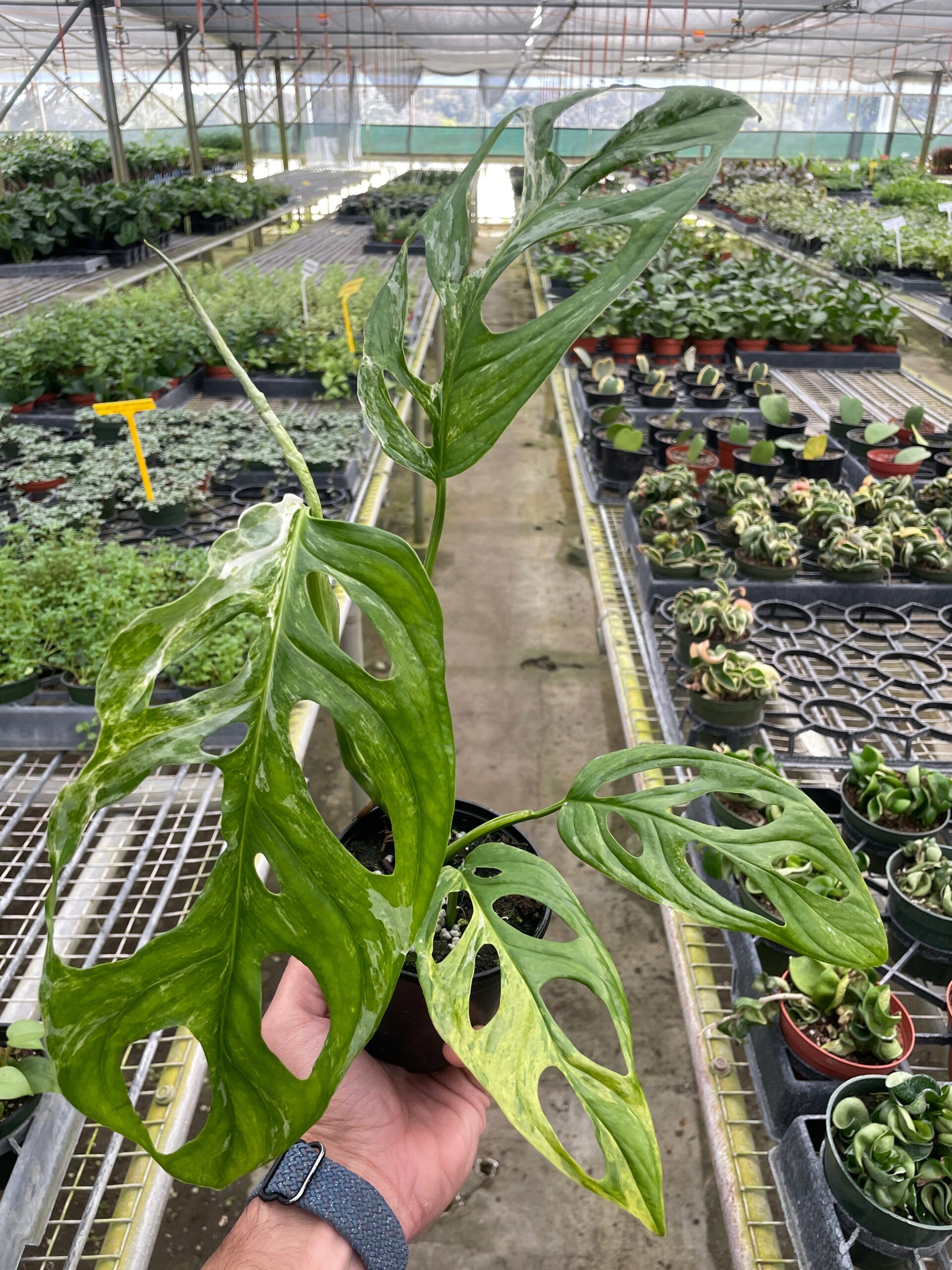 A person holding a plant in a greenhouse.