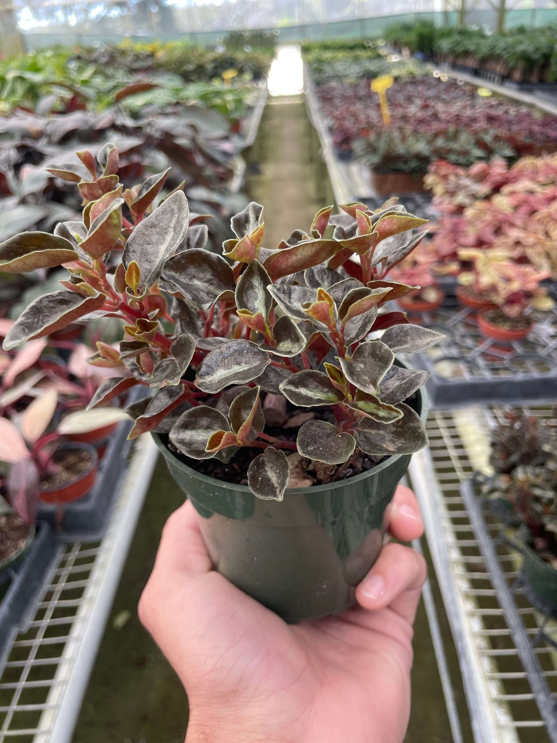 A person holding a potted plant in a greenhouse.