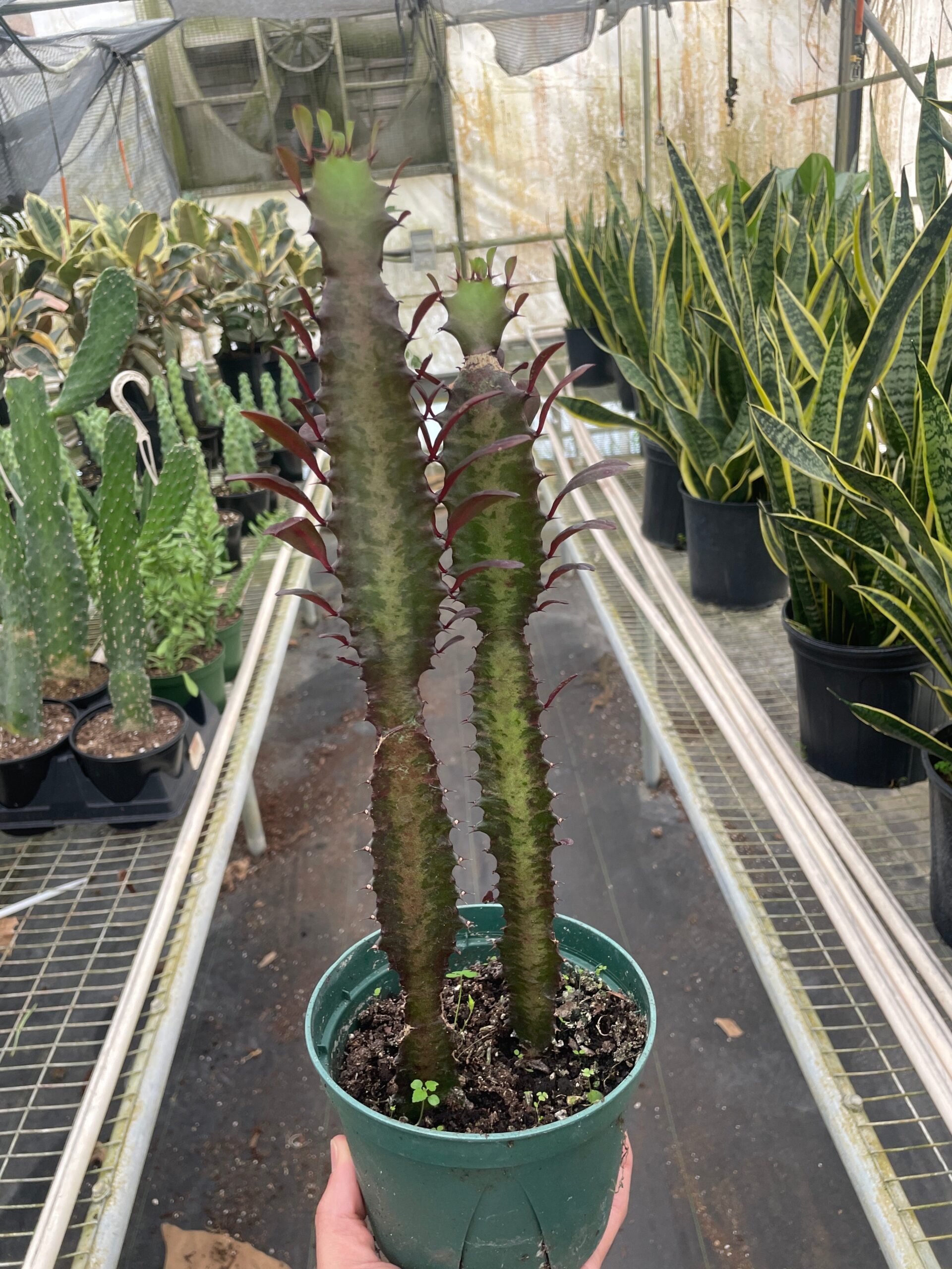 A person holding a plant in a greenhouse.