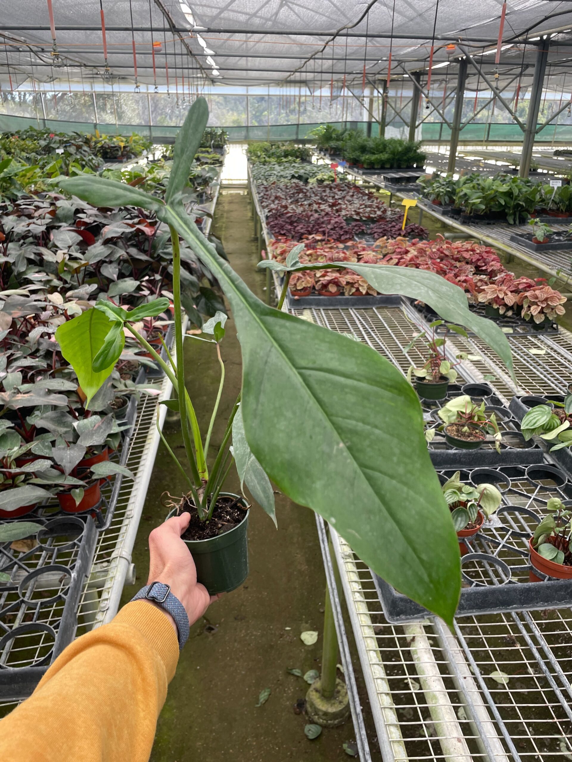 A person holding a plant in a greenhouse.