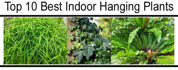 Top 10 best indoor hanging plants.