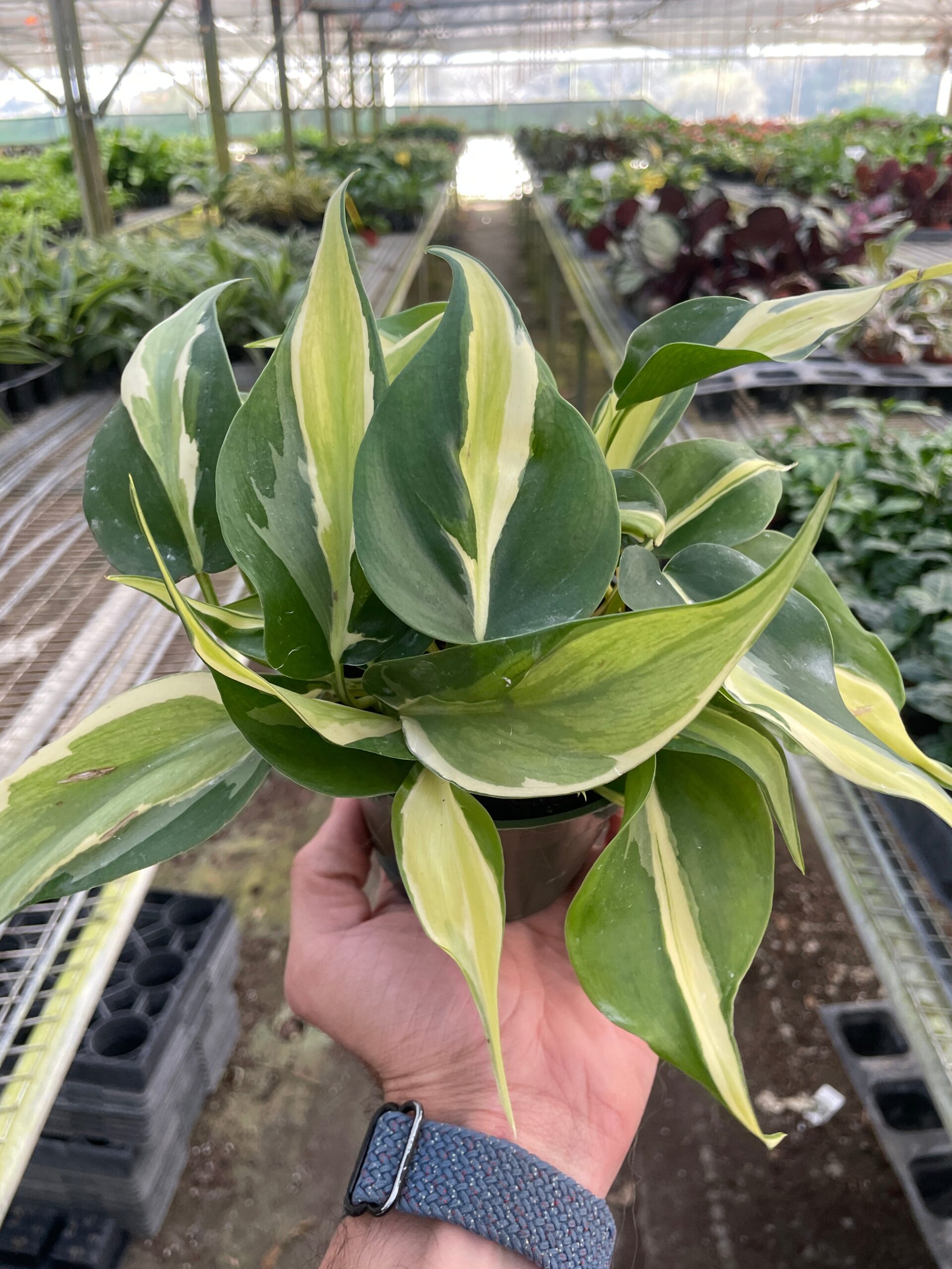 A hand holding a potted plant.