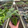A person holding a potted plant with intricate green leaves in a greenhouse full of various plants.