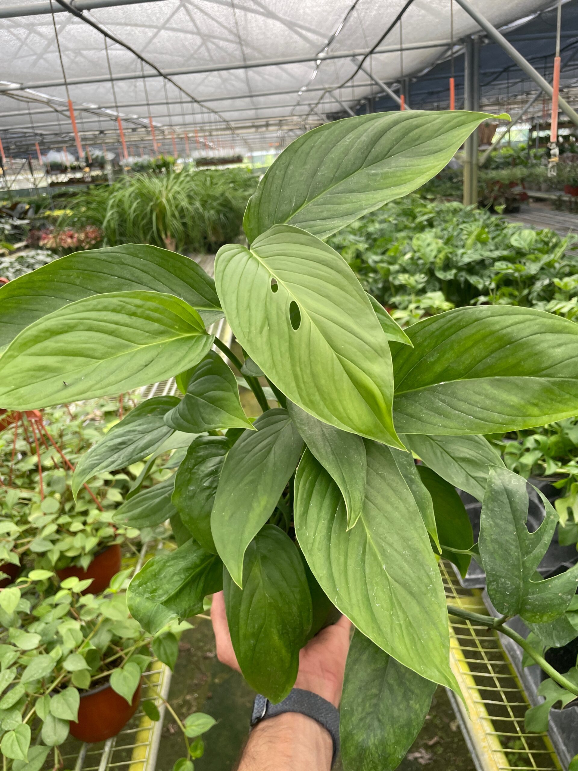 A hand holding a lush spathiphyllum plant with broad green leaves in a greenhouse surrounded by various plants.