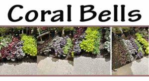 Varieties of coral bells plants displayed in a collage with a labeled header.
