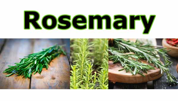 Three images of rosemary: a sprig on a wooden surface, a rosemary plant growing, and sprigs on a wooden cutting board. "Rosemary" is written in bold green letters across the top.