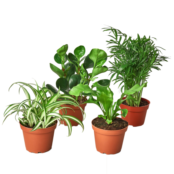 Four potted indoor plants arranged on a light-colored surface, including a spider plant, a rubber plant, a small fern, and a parlor palm, all in terracotta pots.