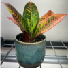 A vibrant croton plant with green, yellow, and red leaves in a green glazed ceramic pot placed on a metal shelf.