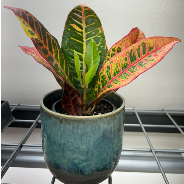 A vibrant croton plant with green, yellow, and red leaves in a green glazed ceramic pot placed on a metal shelf.