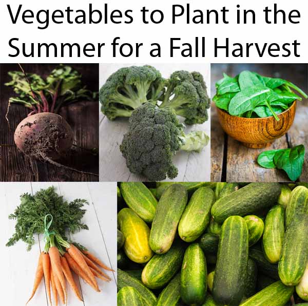 A collage with the caption "Vegetables to Plant in the Summer for a Fall Harvest," showing beets, broccoli, spinach, carrots, and cucumbers.