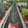A person holds a potted cactus in a greenhouse surrounded by various plants on shelves.