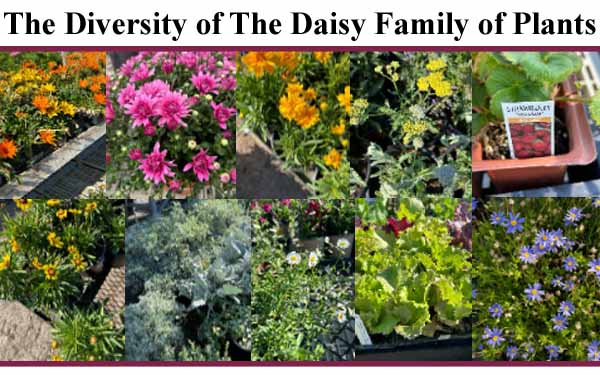 Collage of various daisy family plants, featuring bright orange, pink, yellow, and blue flowers in pots and garden settings.
