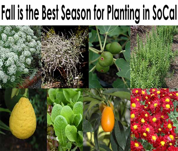 A collage titled "Fall is the Best Season for Planting in SoCal" showing flowers, trees, figs, herbs, lemons, leafy greens, oranges, and red flowers.