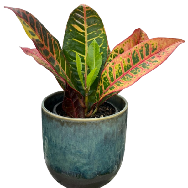 A potted croton plant with multicolored leaves in shades of green, yellow, and red, placed in a ceramic pot with a blue and gray glaze.