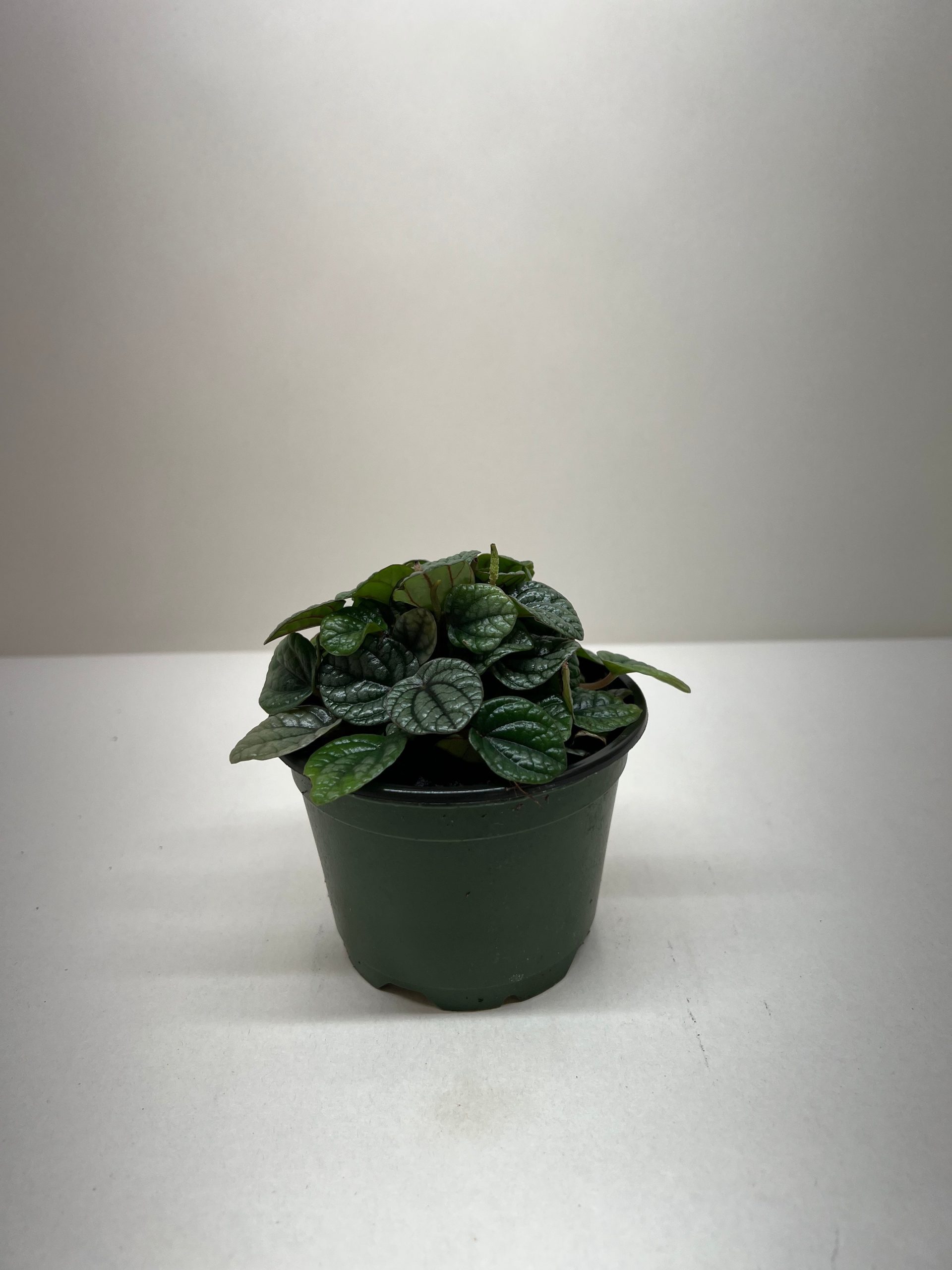 Small green potted plant with dark, round leaves on a white background.