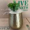 A small green cactus in a textured golden pot sits on cardboard boxes with "Live Plants" text.