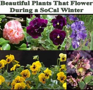 Collage of colorful flowers including camellias, pansies, irises, and hellebores with the text "Beautiful Plants That Flower During a SoCal Winter" at the top.