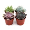 Four small potted succulents with varying shades of green and purple leaves.