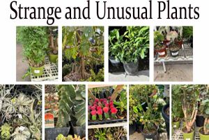 Collage of different strange and unusual plants, including various succulents, ferns, and potted greenery.