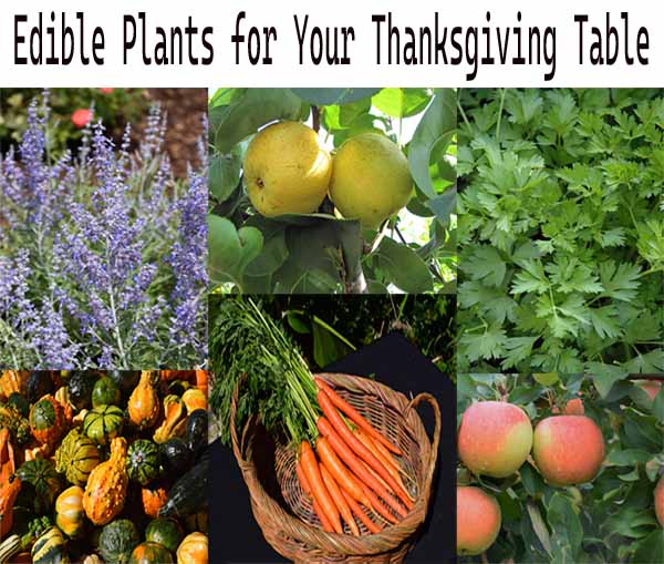 Collage featuring herbs, lemons, parsley, squash, carrots in a basket, and apples with text: "Edible Plants for Your Thanksgiving Table.