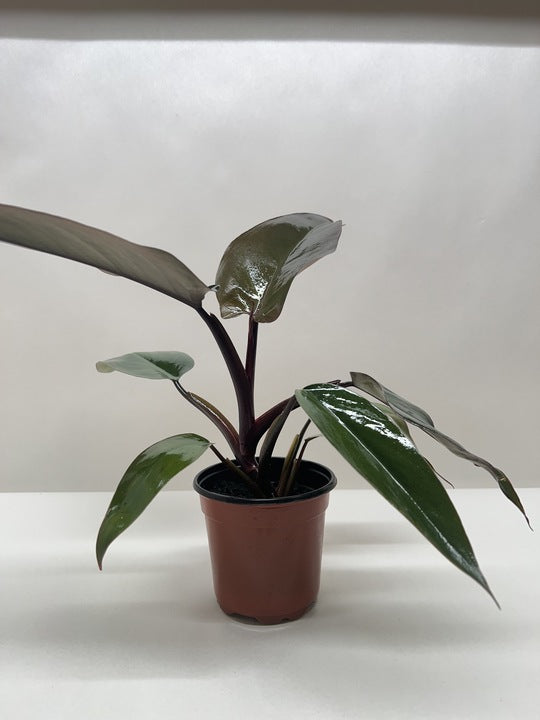 A potted plant with broad, glossy dark green leaves and a reddish stem, set against a plain light background.