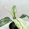 A potted plant with large green and white variegated leaves against a plain background.