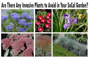 Collage of various colorful plants with text asking about invasive species in Southern California gardens.