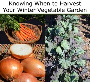 Basket of carrots, onions on a mat, and leafy greens in a garden, with text "Knowing When to Harvest Your Winter Vegetable Garden.