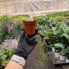 A gloved hand holds a small potted plant with a vine, in a greenhouse with various plants in the background.