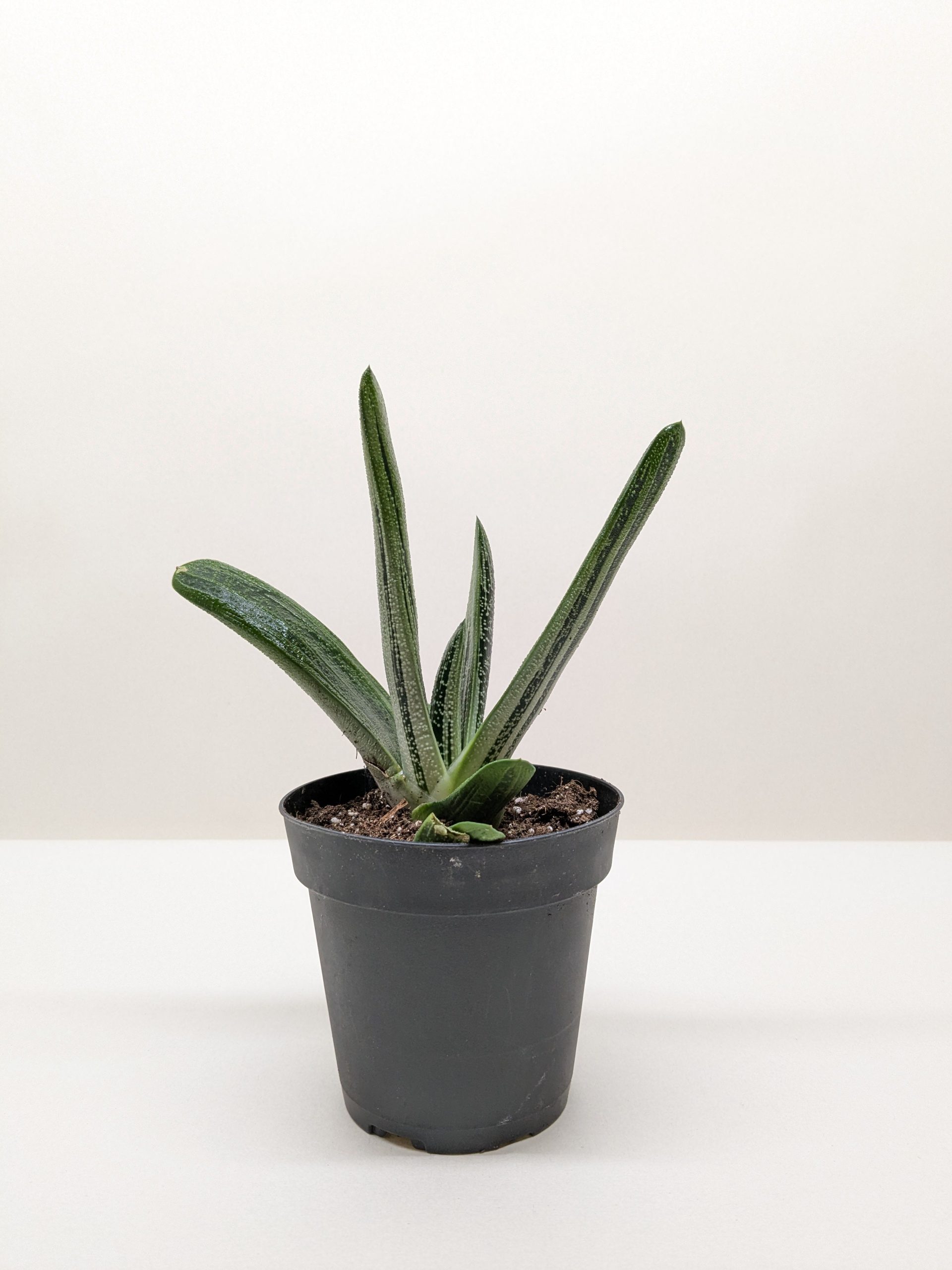 Potted succulent with long, pointed green leaves in a small black container on a plain white surface.