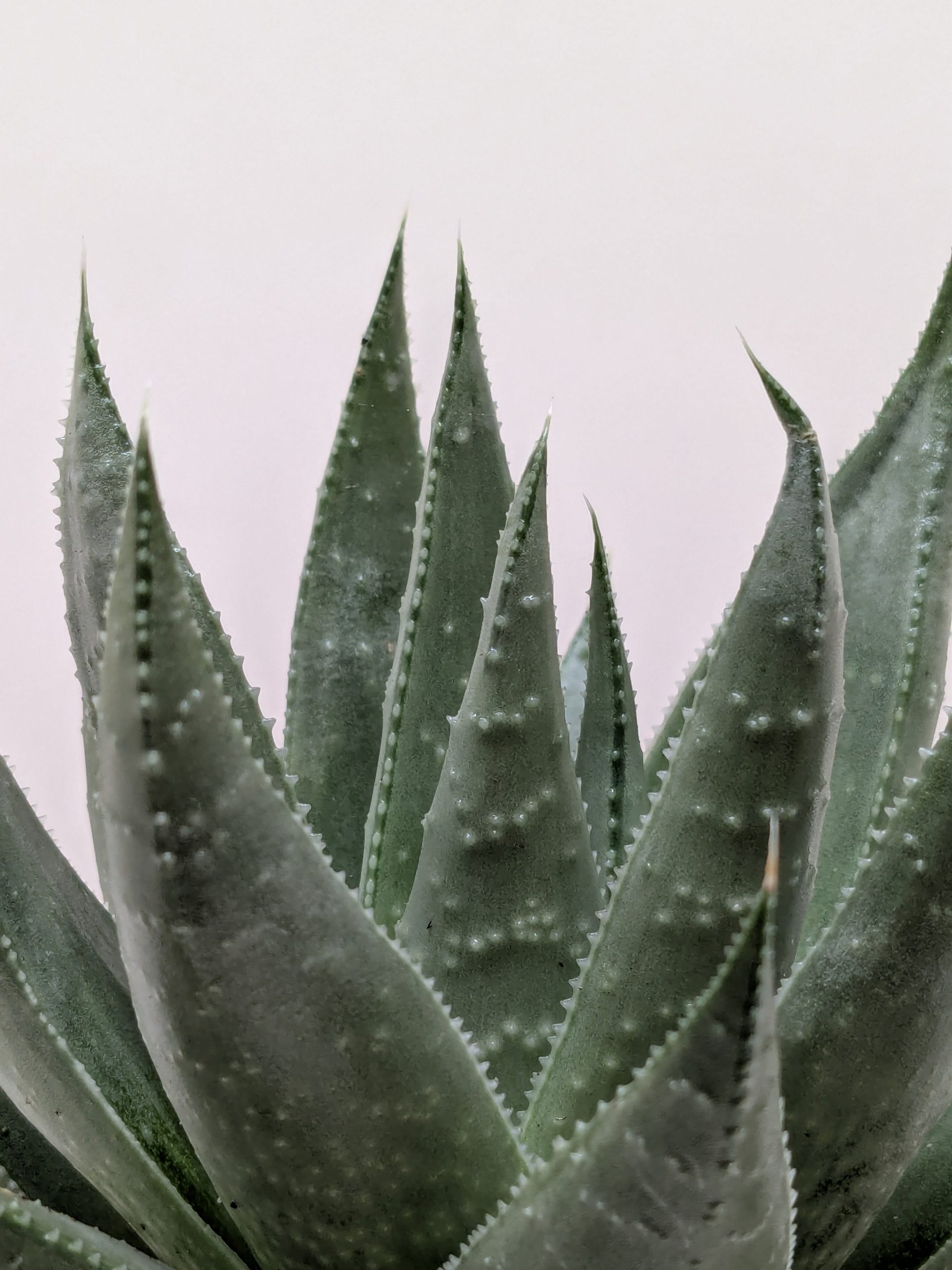 Close-up of a green aloe vera plant with spiky, pointed leaves against a plain white background.