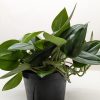 Potted plant with glossy green leaves in a black plastic container against a plain background.