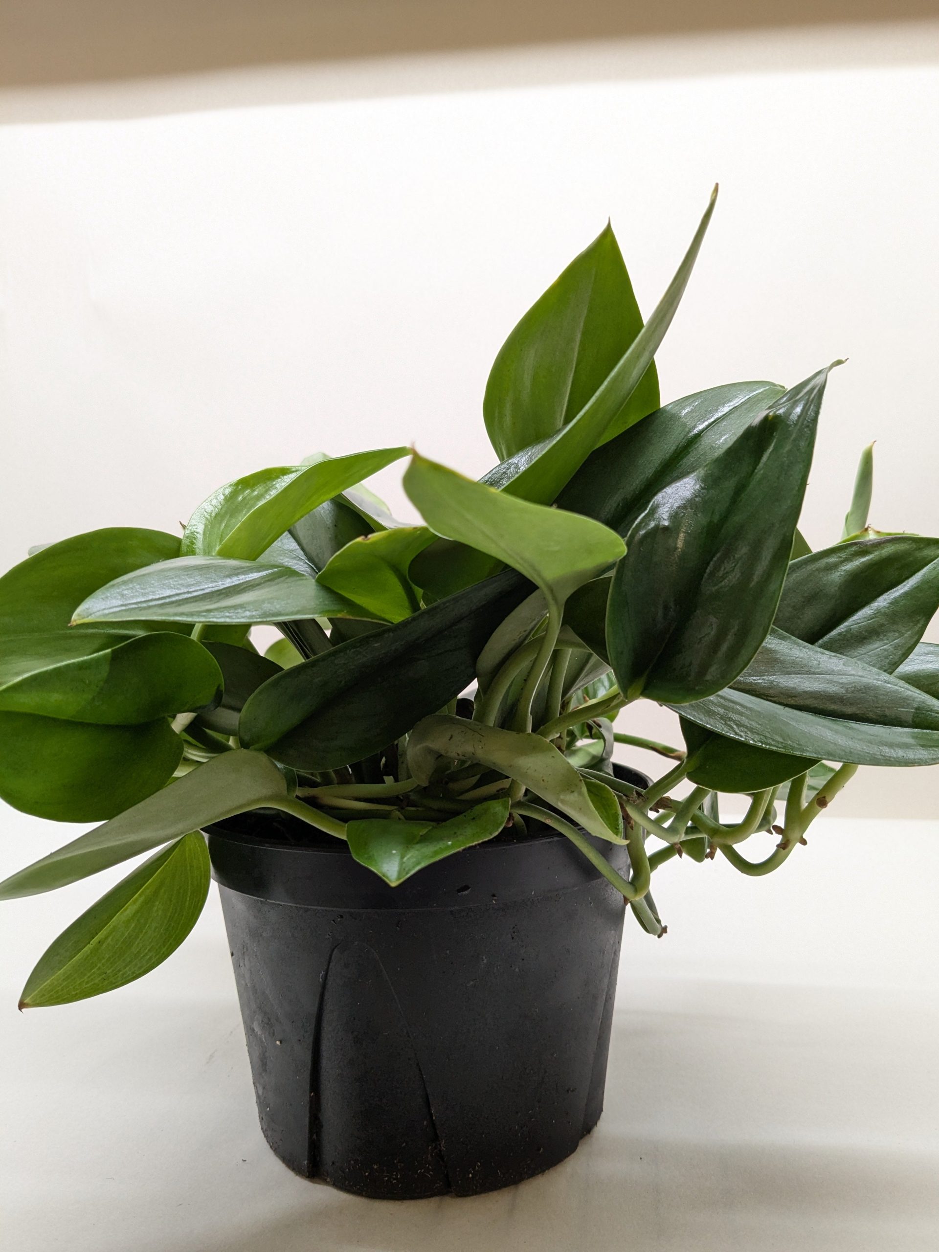 Potted plant with glossy green leaves in a black plastic container against a plain background.
