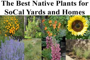 Collage of various native plants suitable for Southern California yards, including poppies, sunflowers, and lavender, with text "The Best Native Plants for SoCal Yards and Homes.