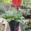 A hand holding a black pot with a red Gerbera daisy and green leaves. Background includes various plants in a nursery setting.