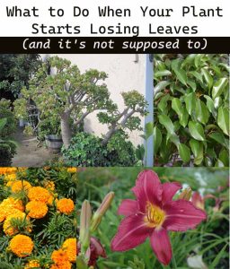 Collage of plants and flowers with text: "What to Do When Your Plant Starts Losing Leaves (and it's not supposed to).