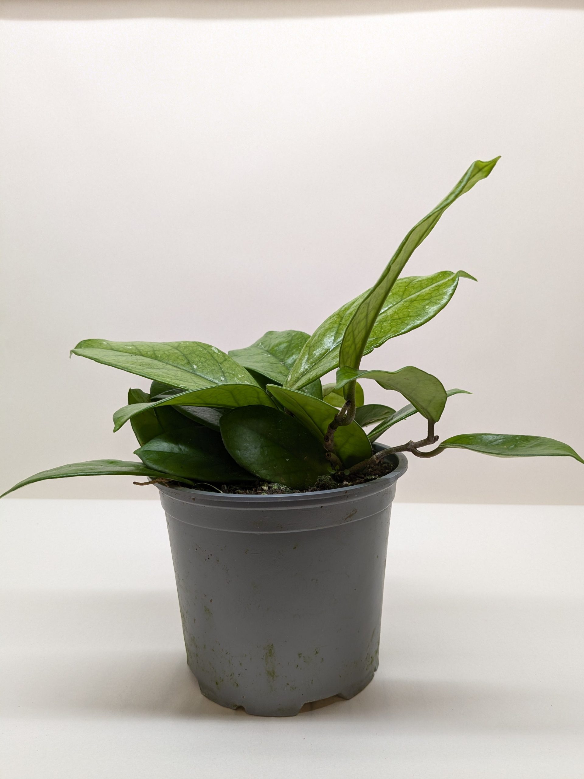 A small potted plant with broad green leaves in a gray plastic pot against a plain white background.