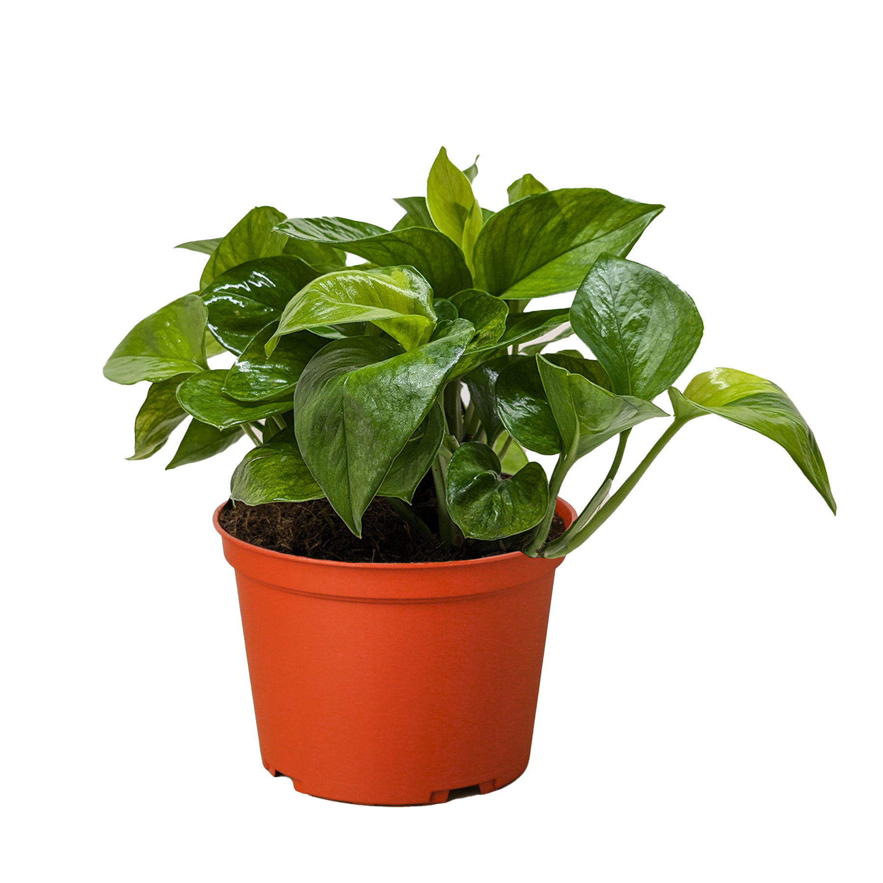 Potted green plant with glossy leaves in a red pot on a neutral background.