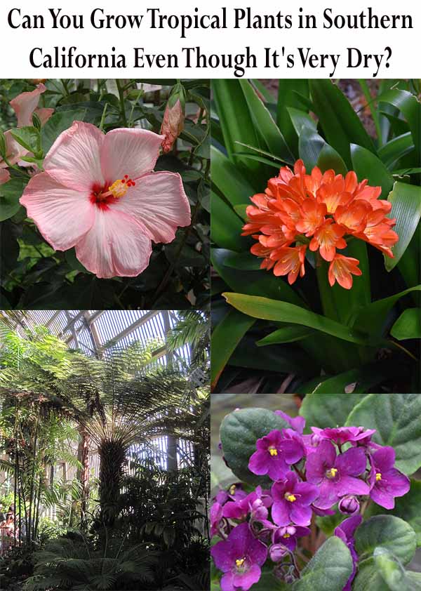 Collage showing tropical plants: pink hibiscus, orange flowers, lush greenery, and purple African violets with the text "Can You Grow Tropical Plants in Southern California Even Though It's Very Dry?.